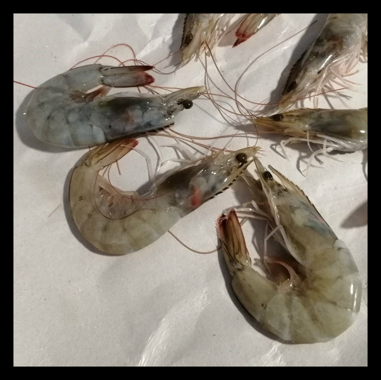 Omelett mit Langostinis, Mais und roter Paprika – Schlemm dich fit! Omelett mit Langostinis, Mais und roter Paprika – Schlemm dich fit!